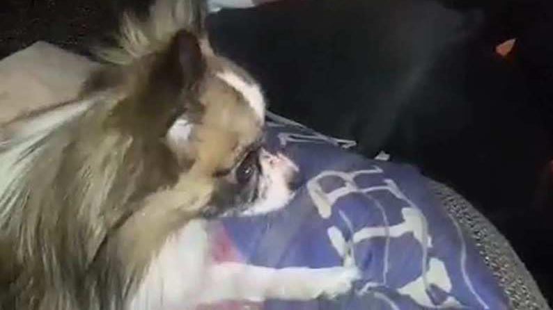 GMX_Werbung_Hund